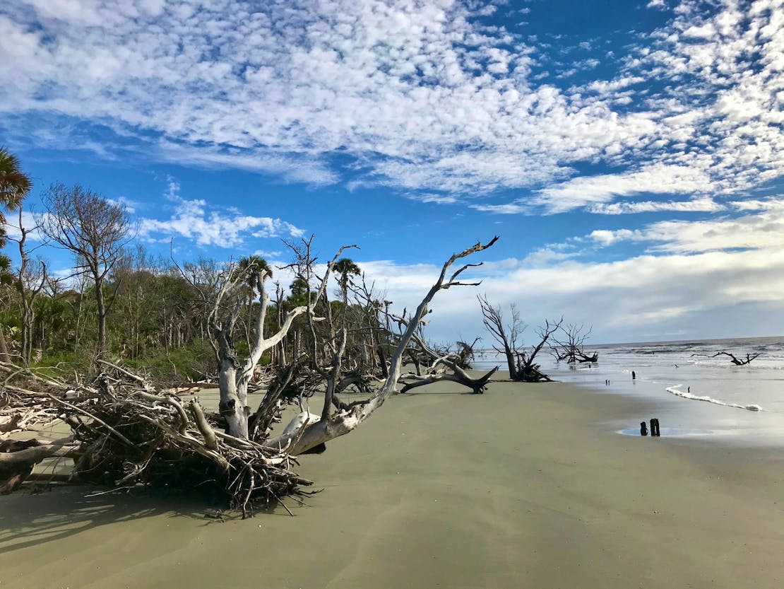 A beach with what looks like a large, white fallen tree and several large branches that look like antlers or bones from certain angles. In the background on the left of the picture are lush trees and tall grasses. On the right side of the image the beach meets the ocean.