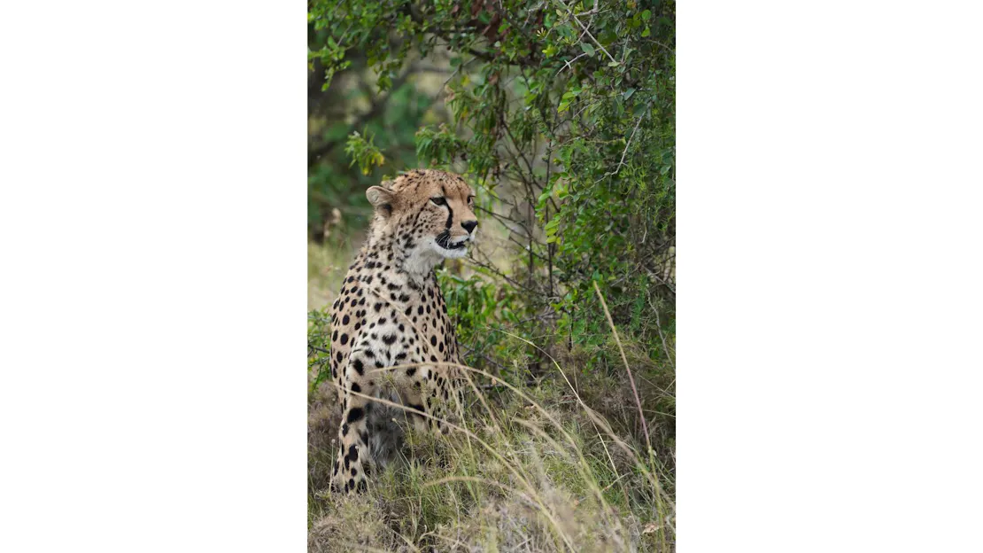 A cheetah sits among tall grass. She looks to her right with her mouth slightly ajar.