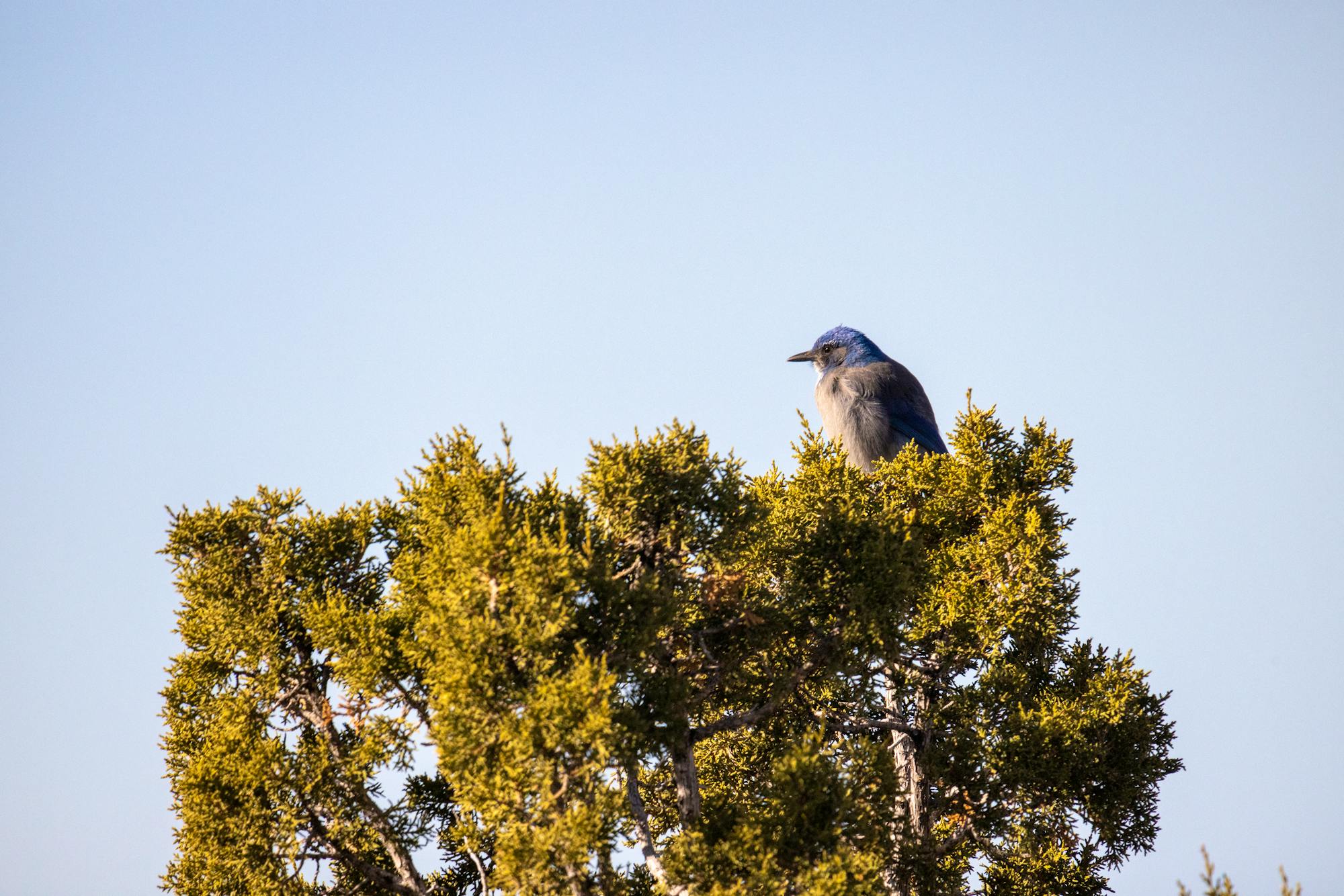 2023.03.14 - Pinyon Jay in Tree - New Mexico - Running Wild Media.jpg