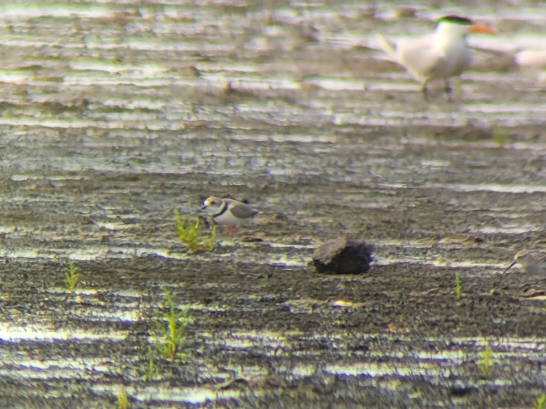Piping plover among debris from SpaceX Starship explosion