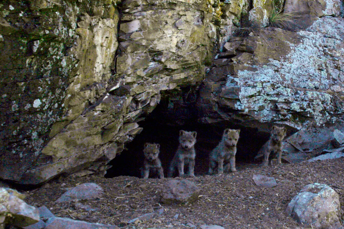 Mexican Gray Wolf Pups