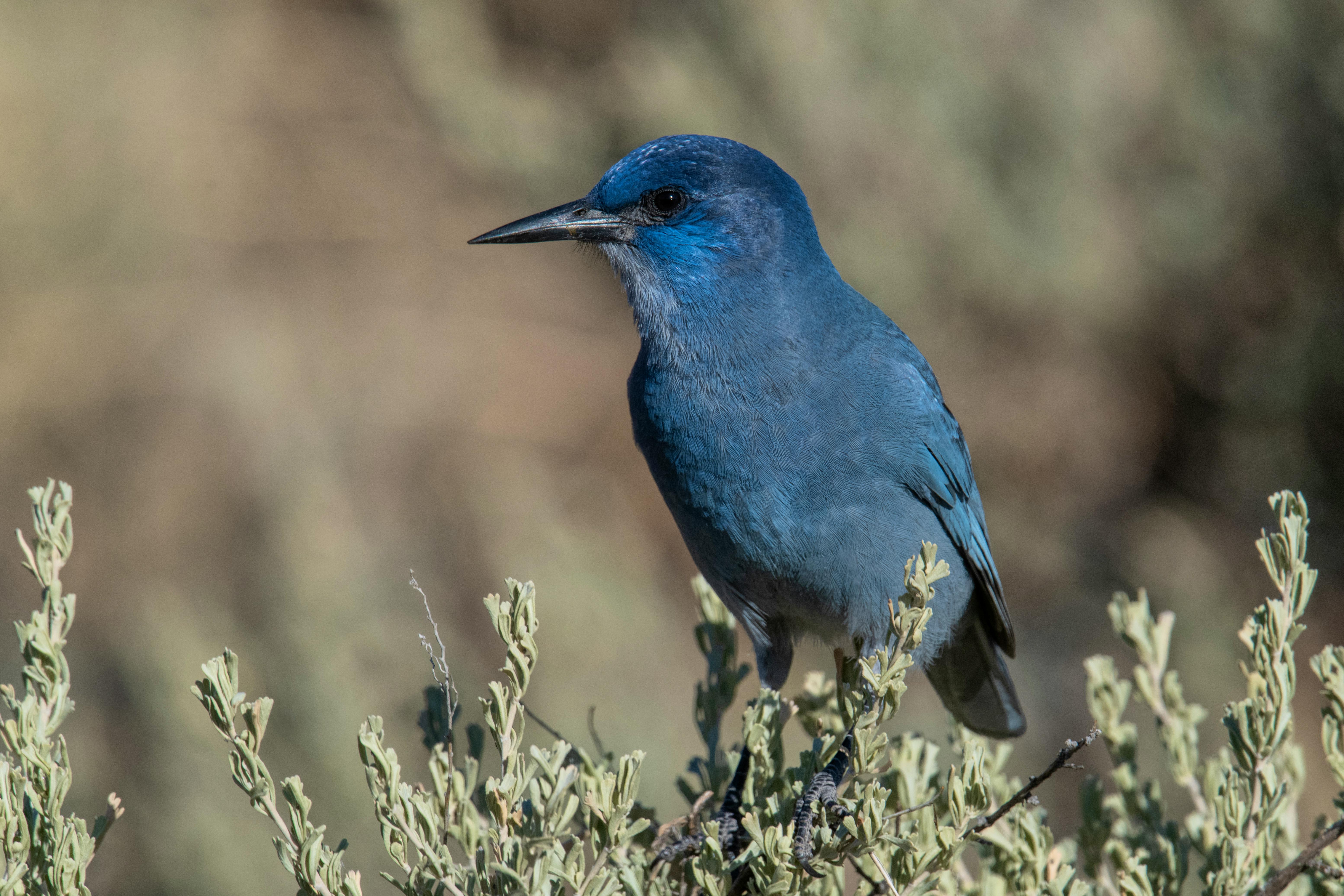 2023.11.19 - Pinyon Jay in tree - Topaz Lake, Nevada -  by JC Bleam.jpg