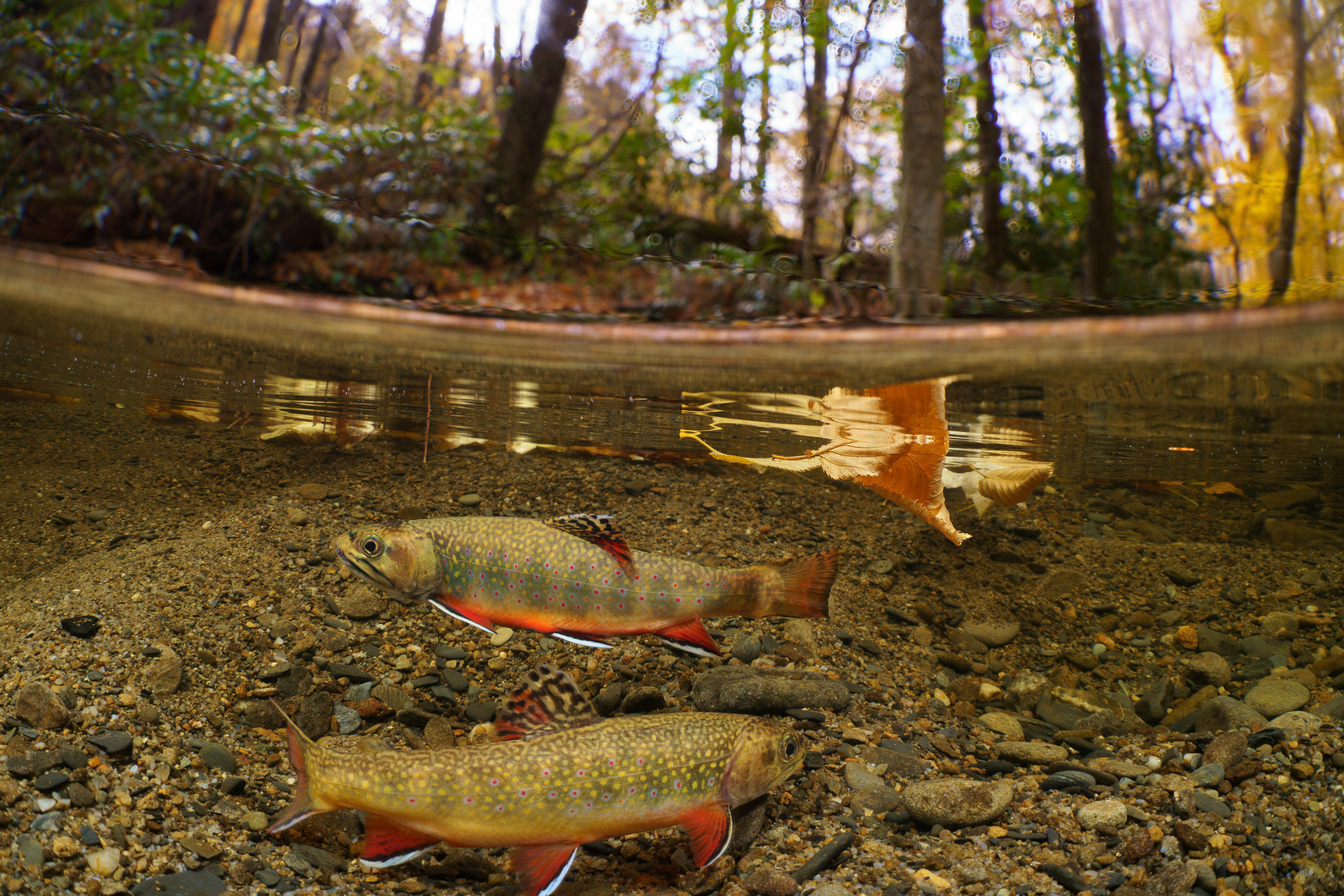 Two Southern Appalachian Brook Trout underwater and surface