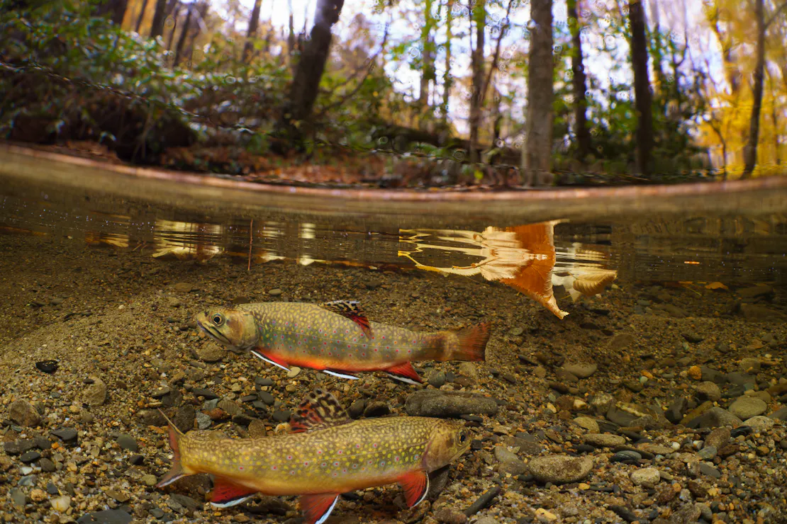 Two Southern Appalachian Brook Trout underwater and surface