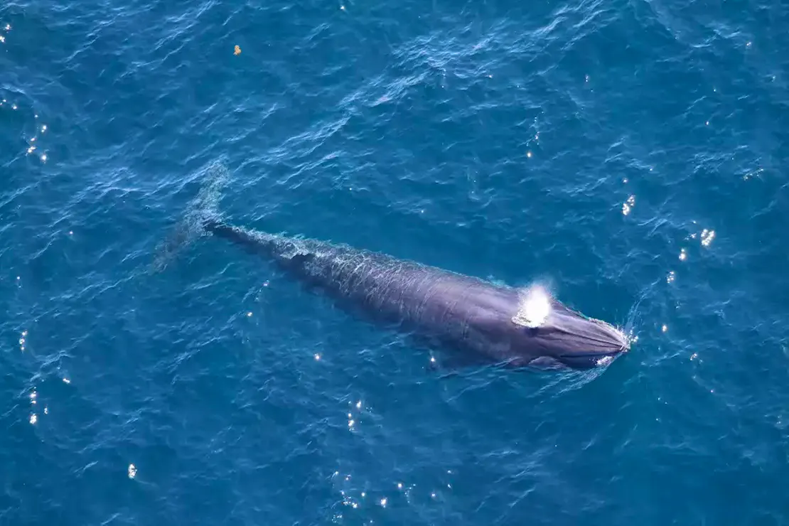 Rice's Whale in the ocean