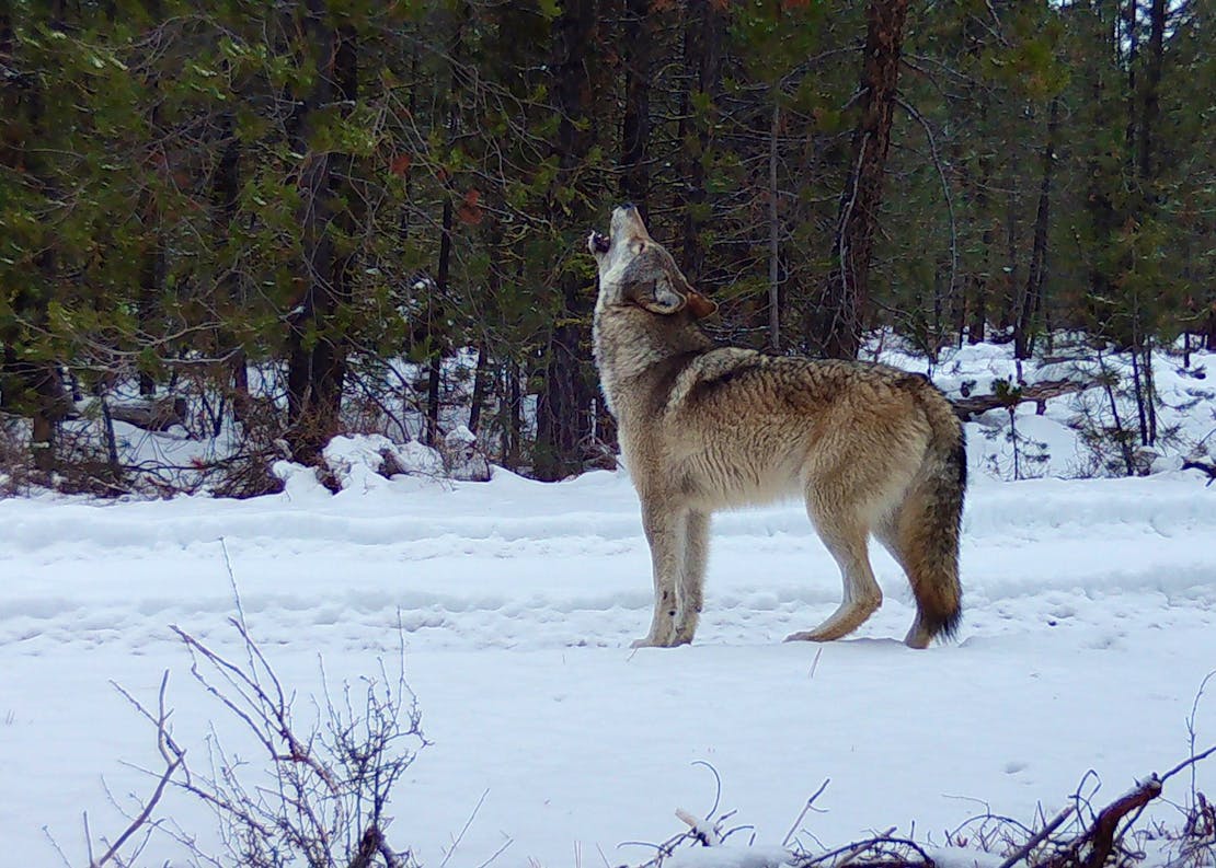 An adult, female wolf howls in front of a trail camera. She stands on snow and there is a forest of trees in the background.
