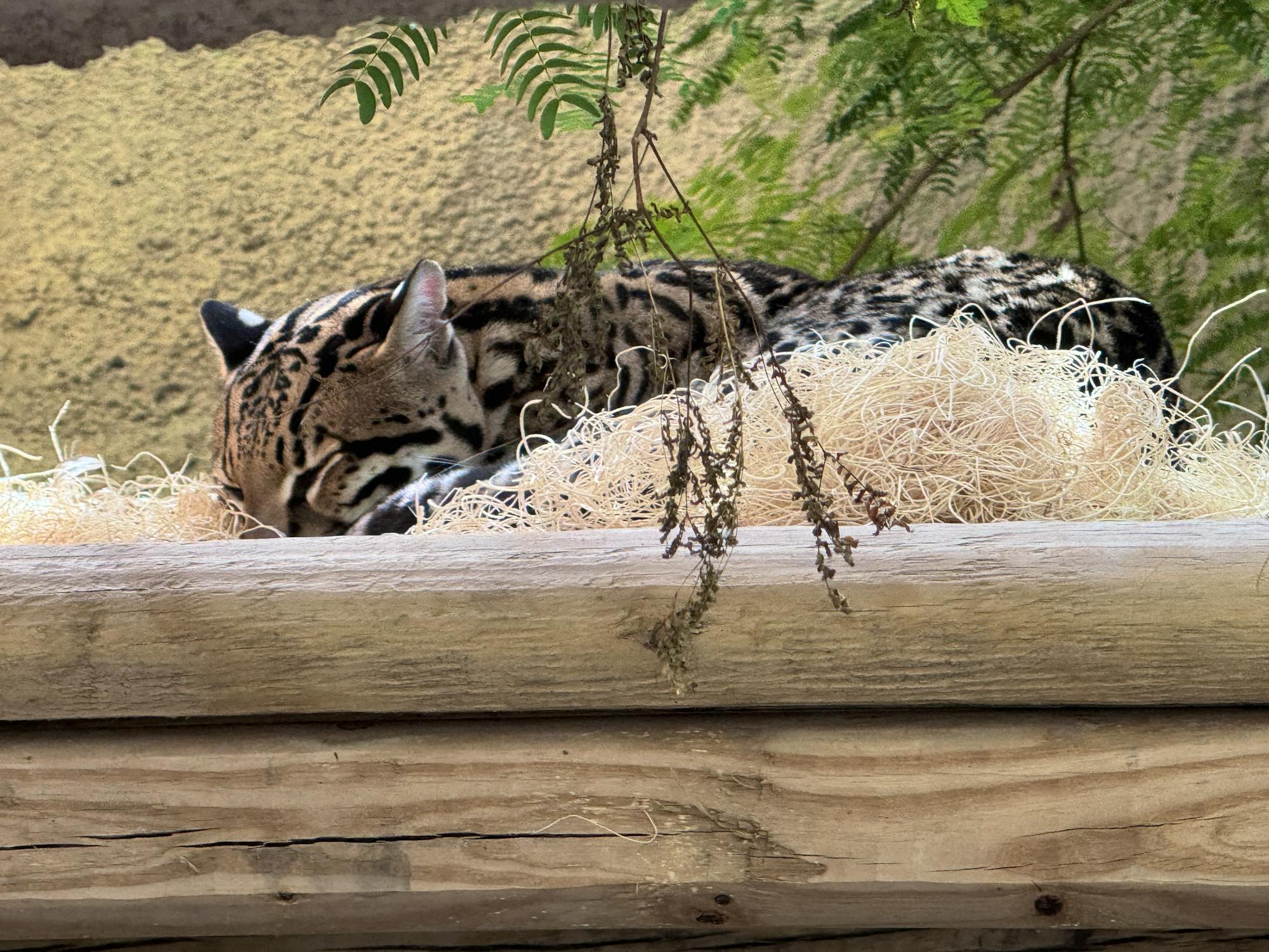 2025.03.09 - Texas - Ocelot Fest - Ocelot ambassador sleeping - Sharon Wilcox-DOW.jpg