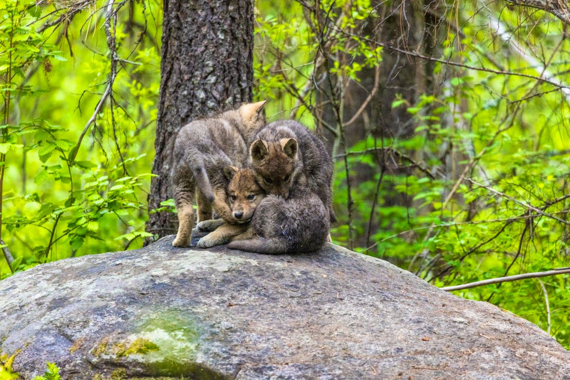 Three wolf pups curled up and sniffing each other on a large rock in a forest.