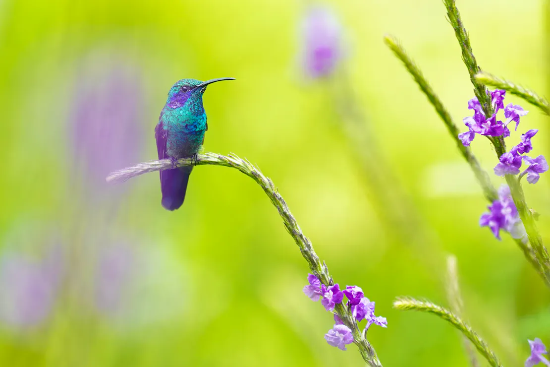 A violetears hummingbird, that's primarily purple with a light blue chest and some blue on top of it's head. The hummingbird is sitting on a stem of a small pink-purple flower.