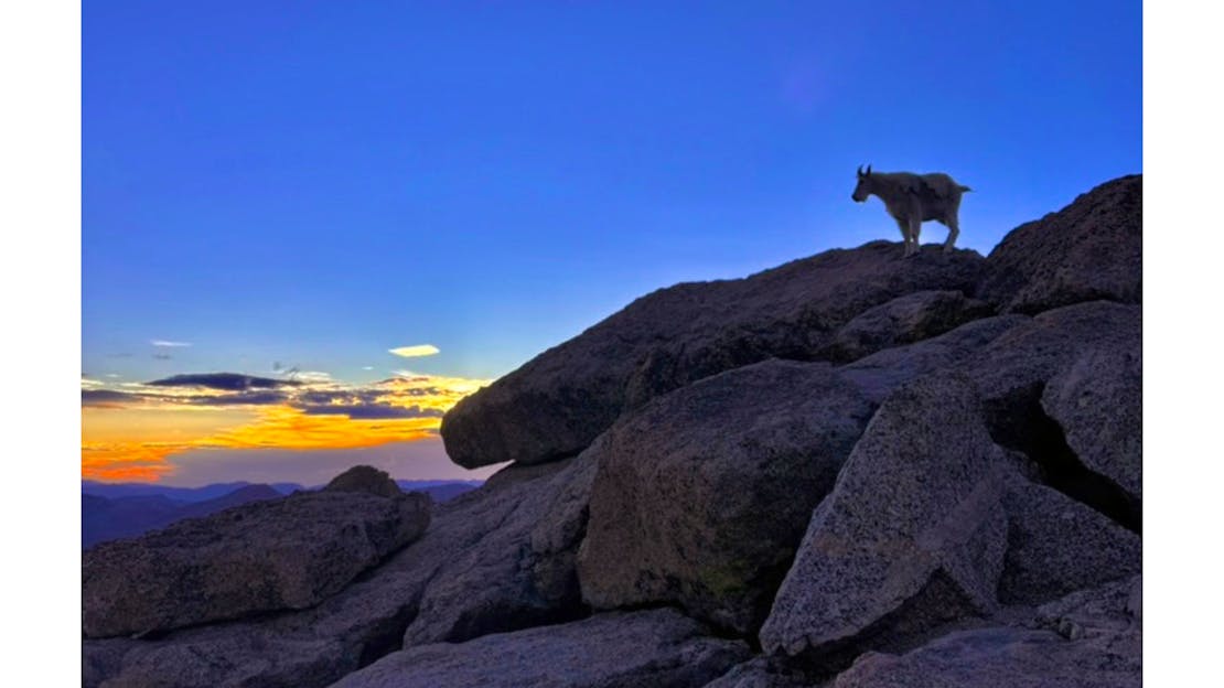 A mountain goat on top of a rocky mountain side, silhouetted by the sunset off in the distance.