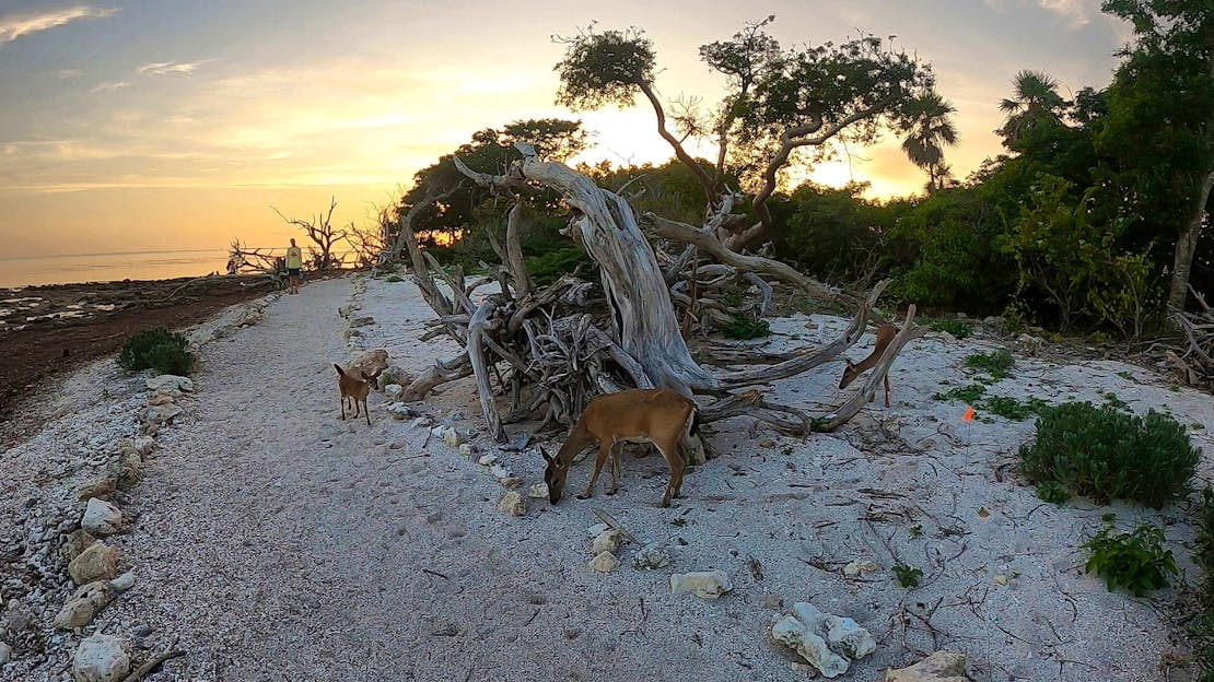 A doe and fawn key deer on on Big Munson Island, a remote outpost connected to Key Deer National Wildlife Refuge. The deer are standing in front of a tangle of branches.