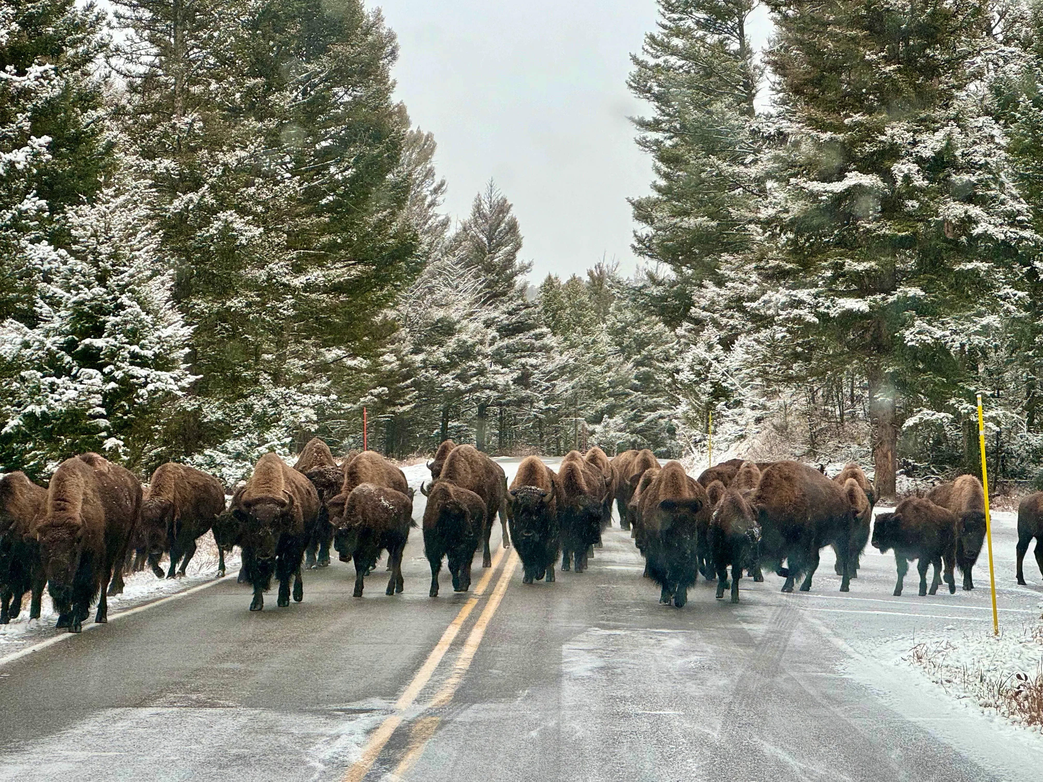 bison traffic in road at Yellowstone