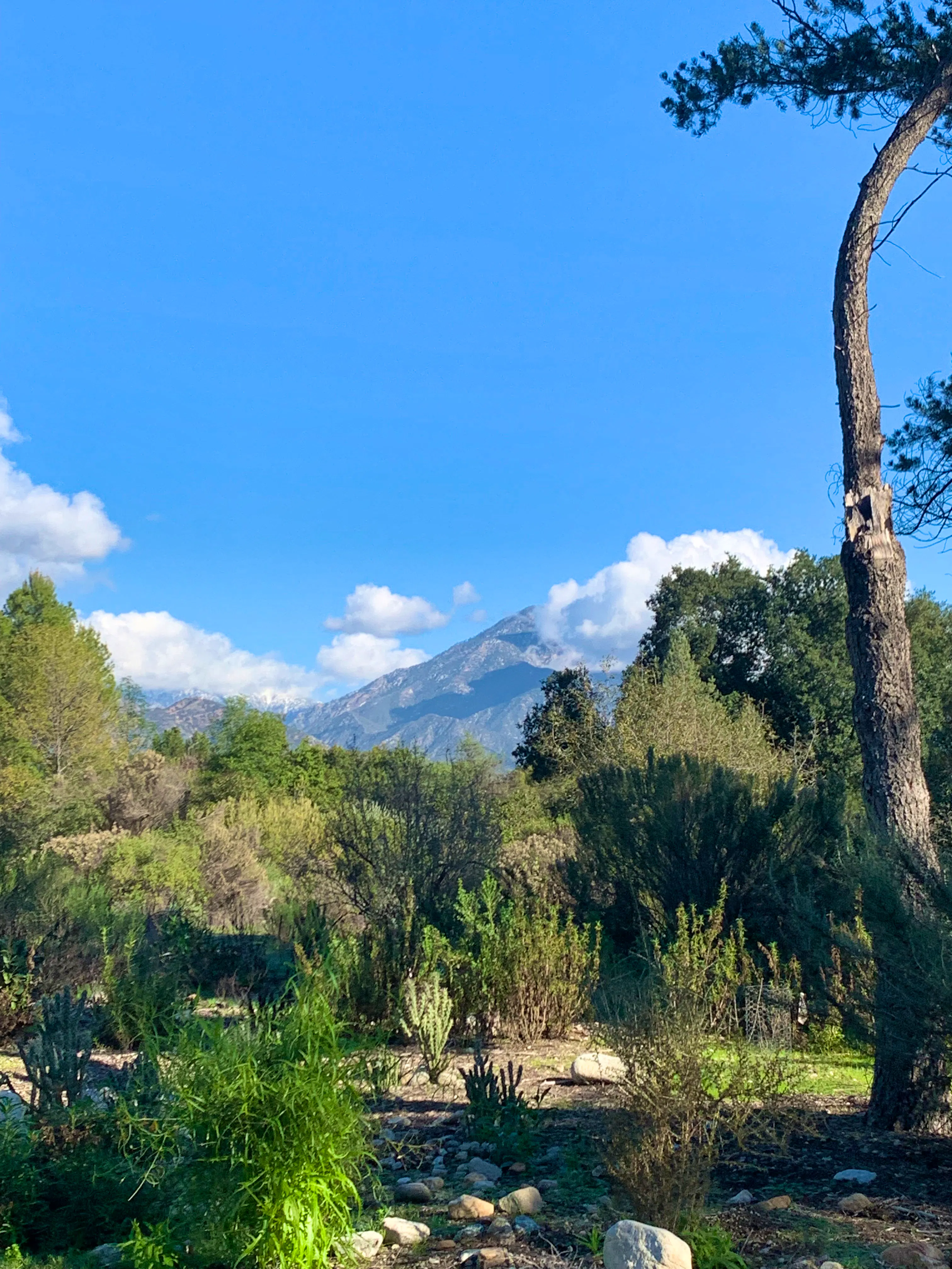 california botanic gardens