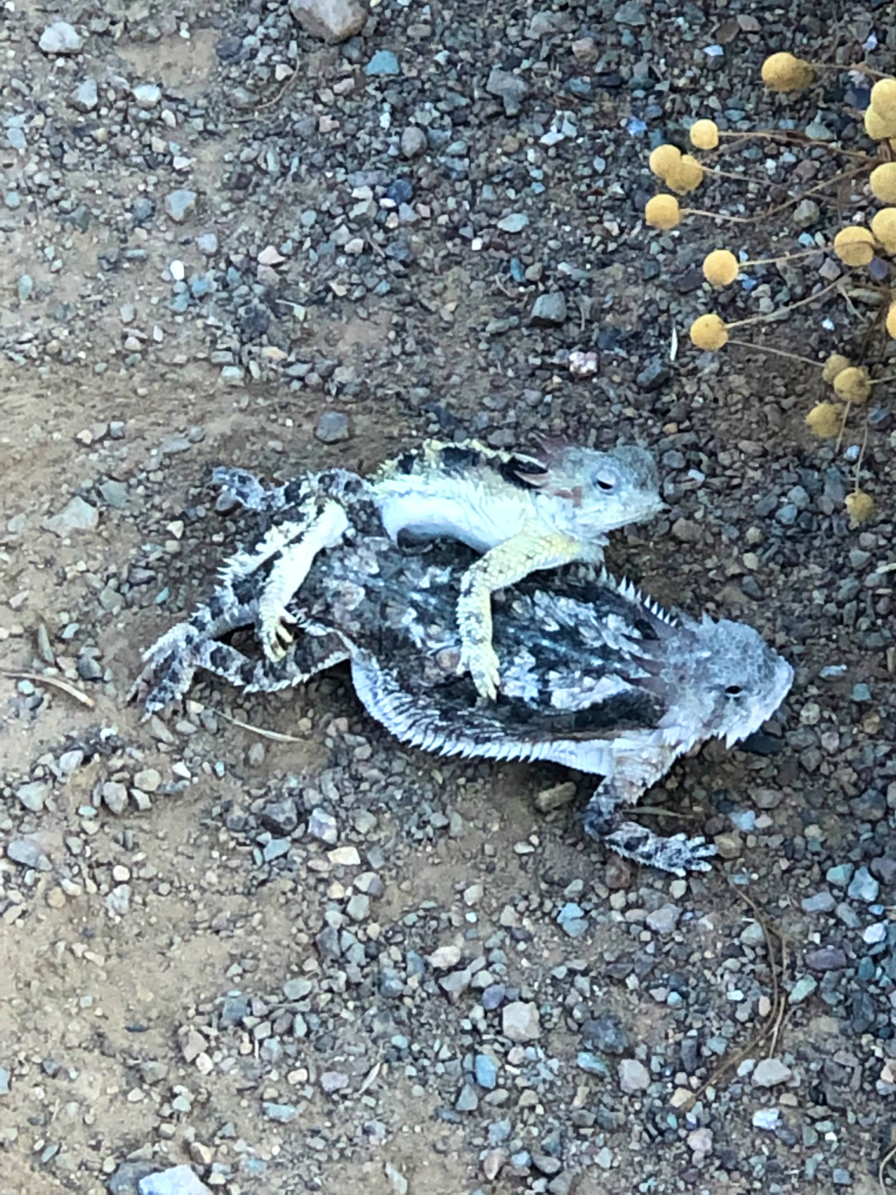 frogs in cave creek arizona