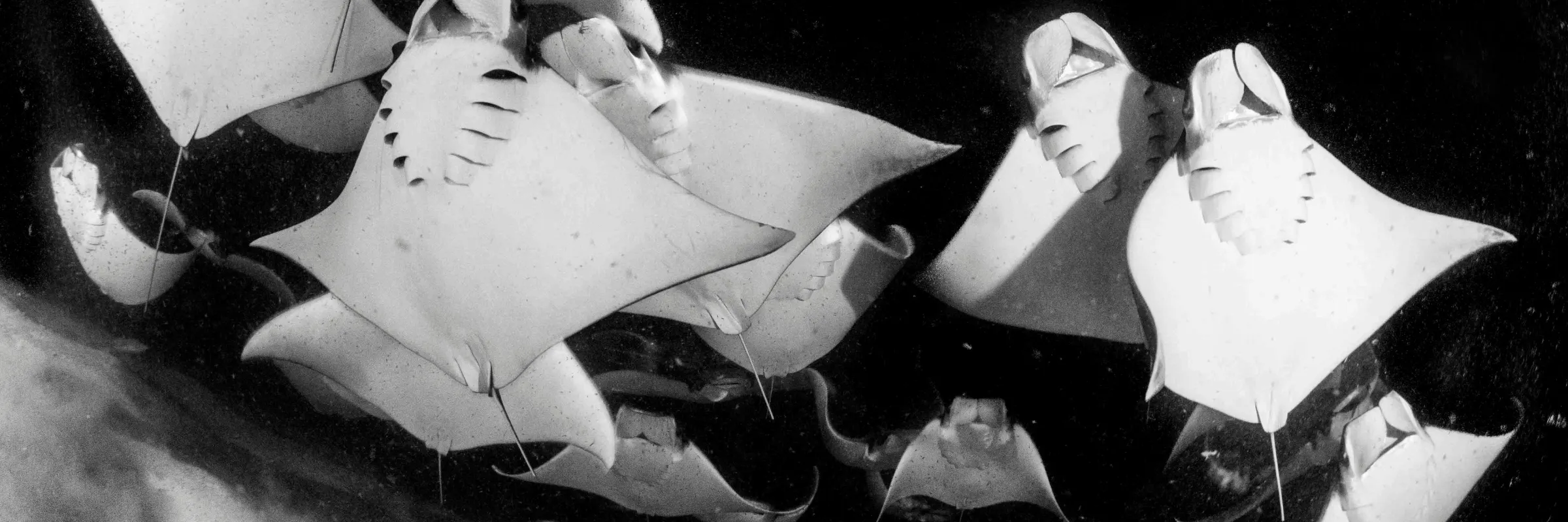 A Group of Rays Swimming Upward. The photo appears to be in black and white.