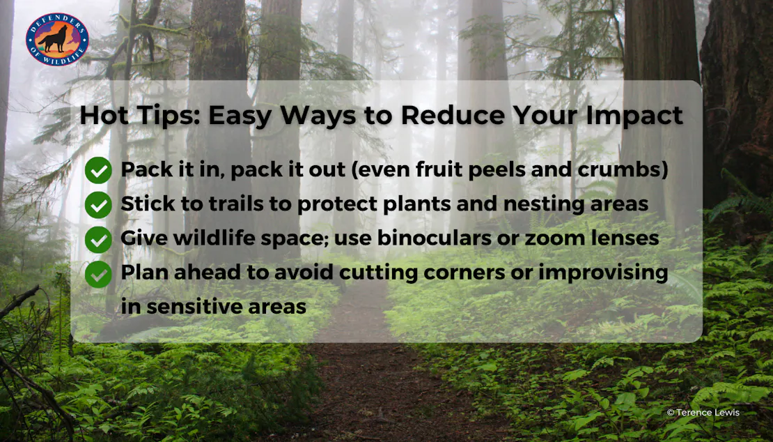 A trail in Olympic National Park shrouded in mist. Overlaid are four "Hot Tips: Easy Ways to Reduce Your Impact"