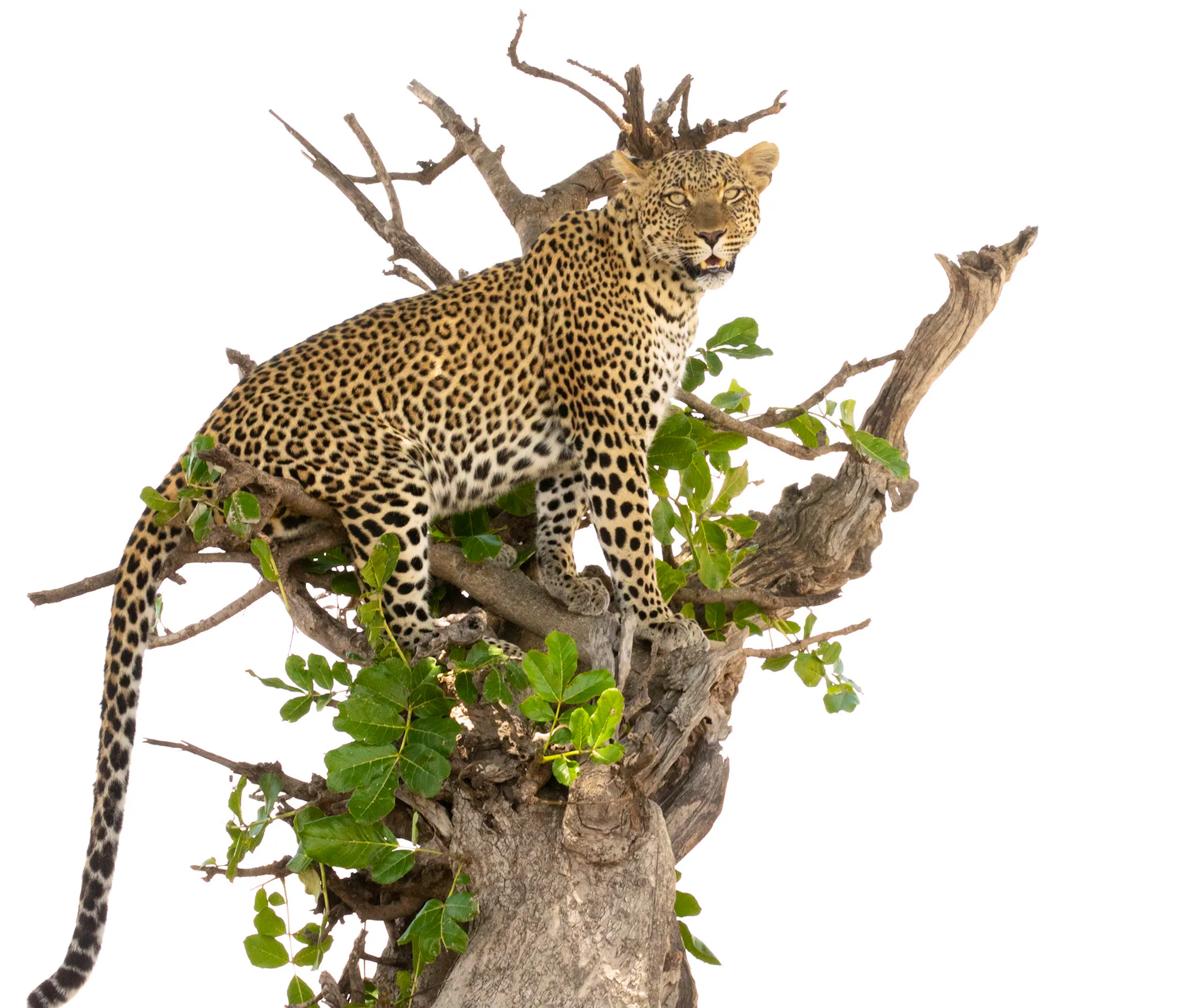 jaguar in tree