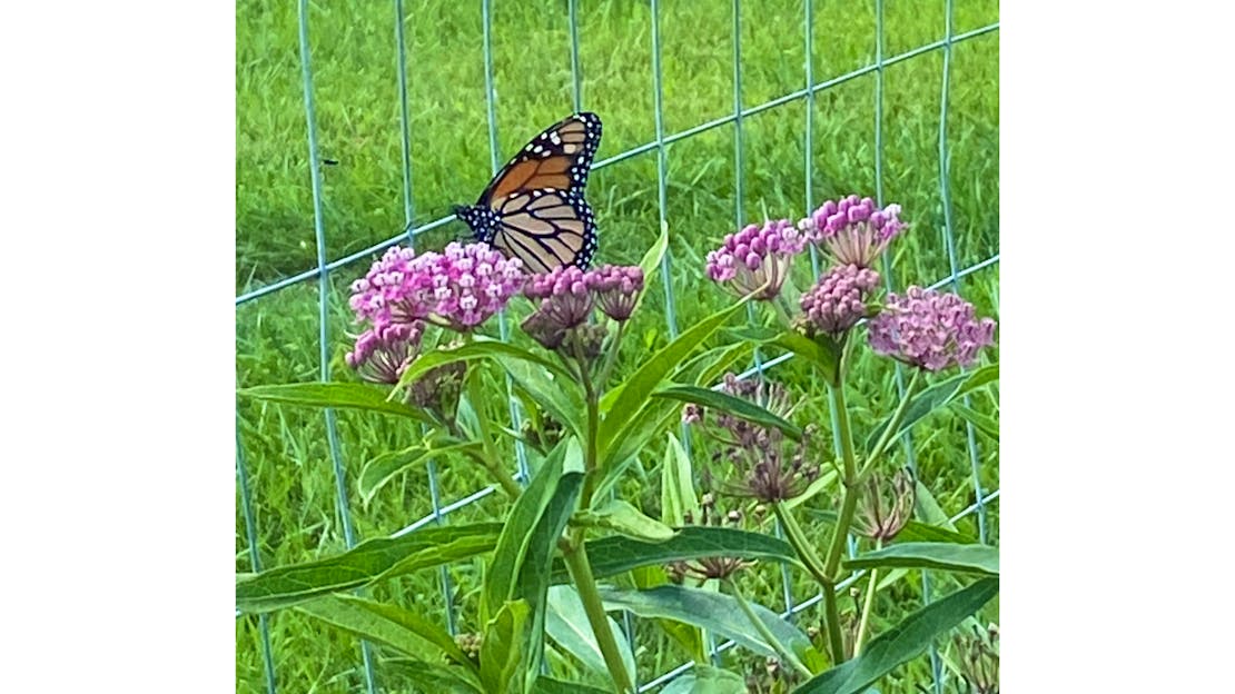 A monarch butterfly on a purple milkweed flower next to a wire fence.