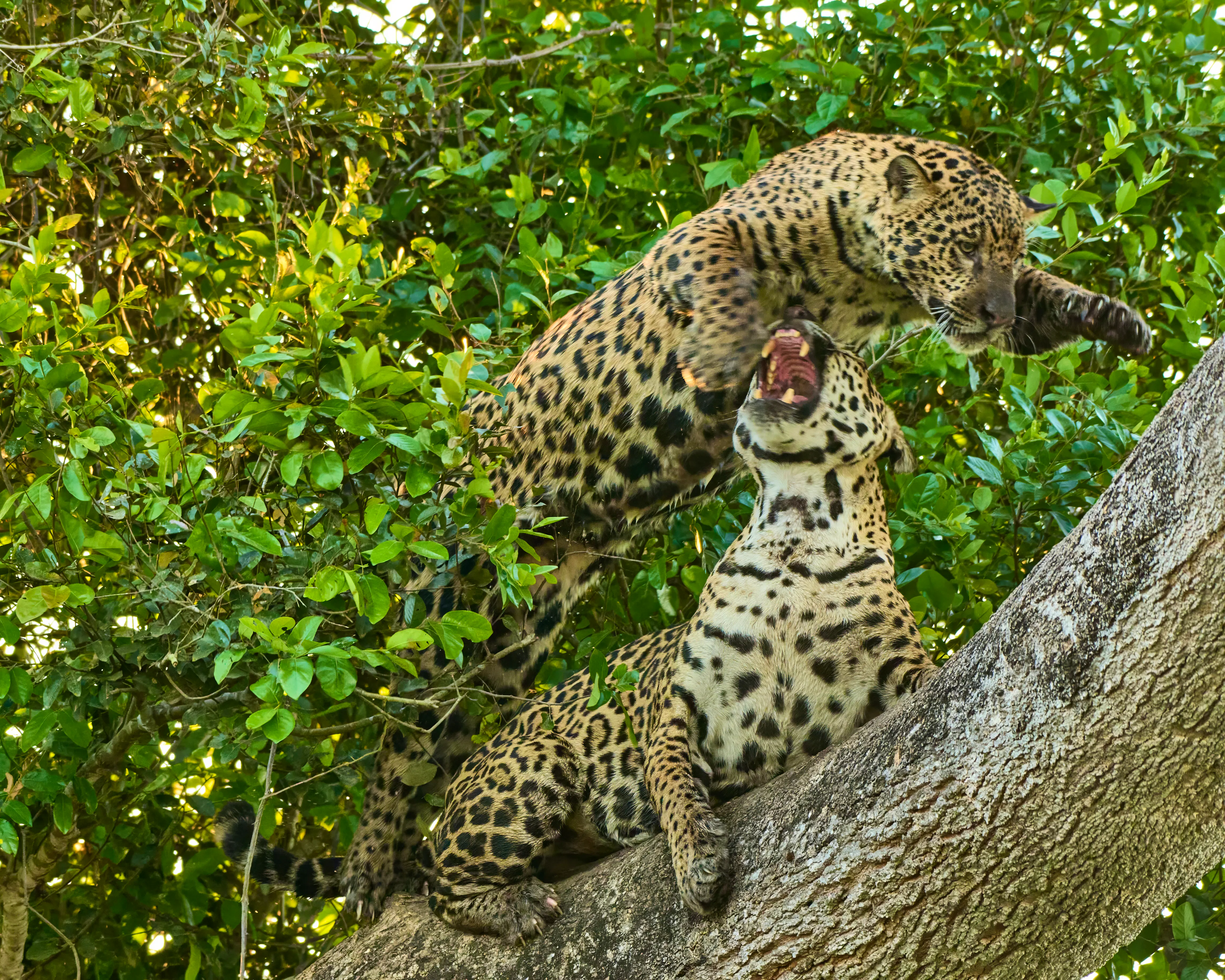 mother and son jaguar
