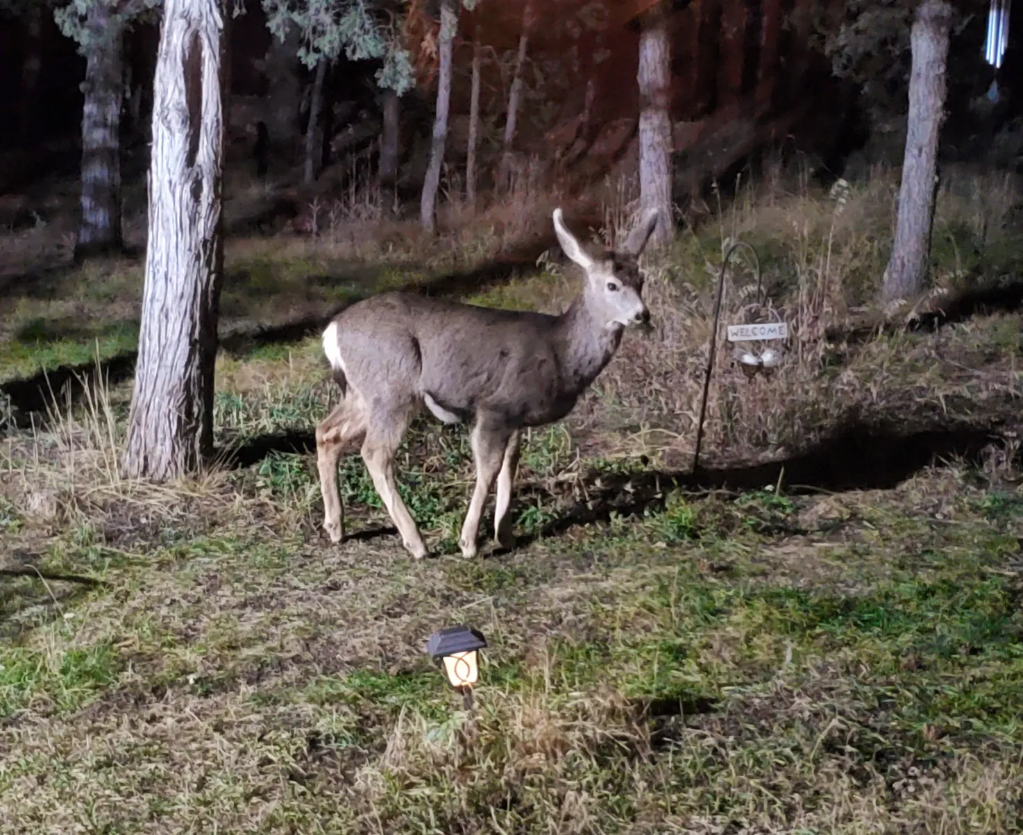 mule deer in backyard