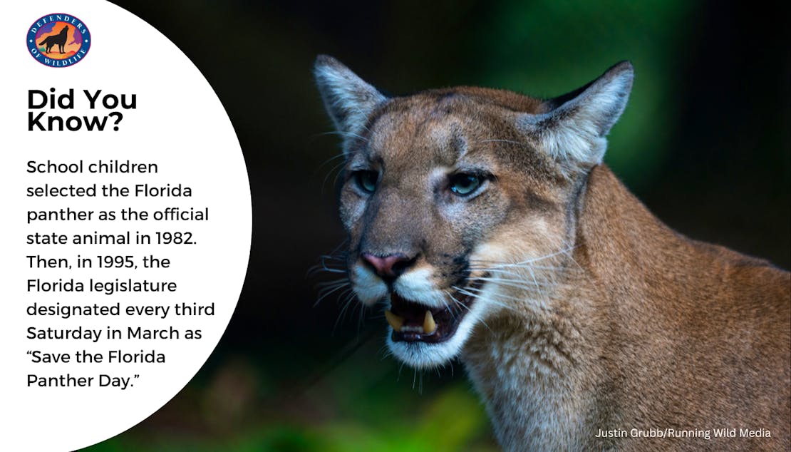 A graphic, including a close up photo of a Florida panther's face. The graphic reads "Did You Know? School children selected the Florida panther as the official state animal in 1982. Then, in 1995, the Florida legislature designated every third Saturday in March as 'Save the Florida Panther Day.'"
