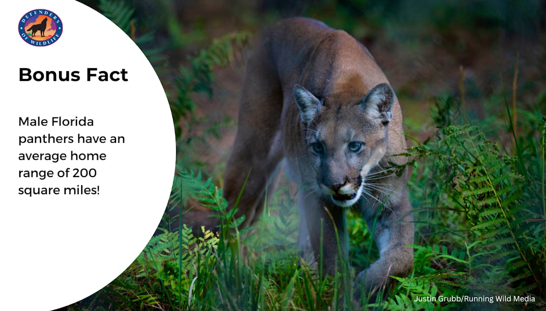 A graphic with a Florida panther prowling in the thicket. The graphic reads, "Bonus Fact: Male Florida panthers have an average home range of 200 square miles!"