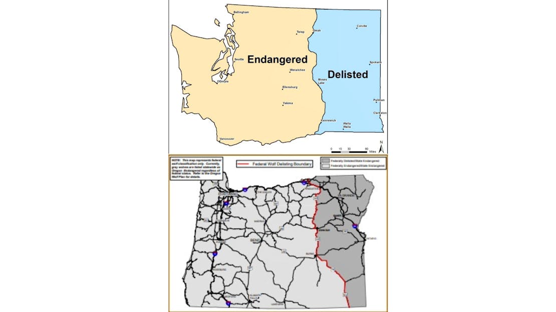 Two maps - the top of Washington state and the bottom of Oregon - showing where wolves are federally listed in each state. Roughly 2/3rds of both states, wolves are listed as endangered but the eastern 1/3 they are delisted.