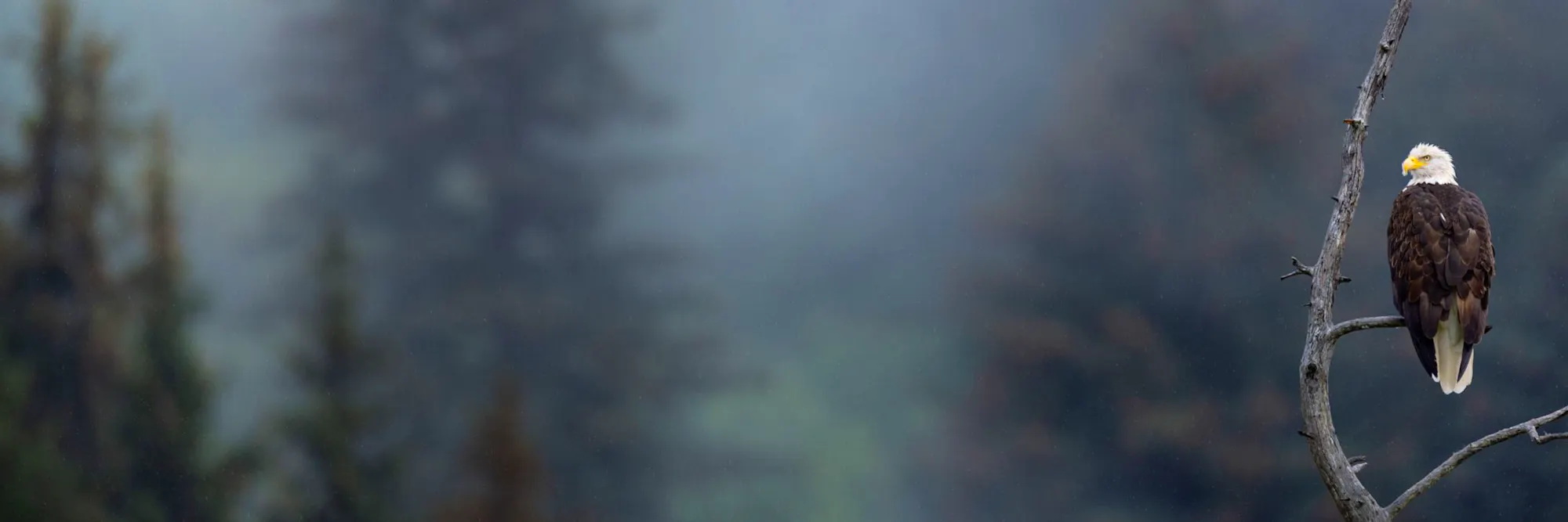 bald eagle sitting on branch in misty sky