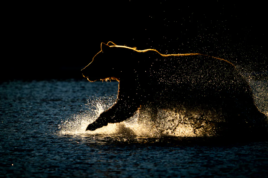 A brown bear splashes through the water. Th animal is lit from behind, making it almost a silhouette.