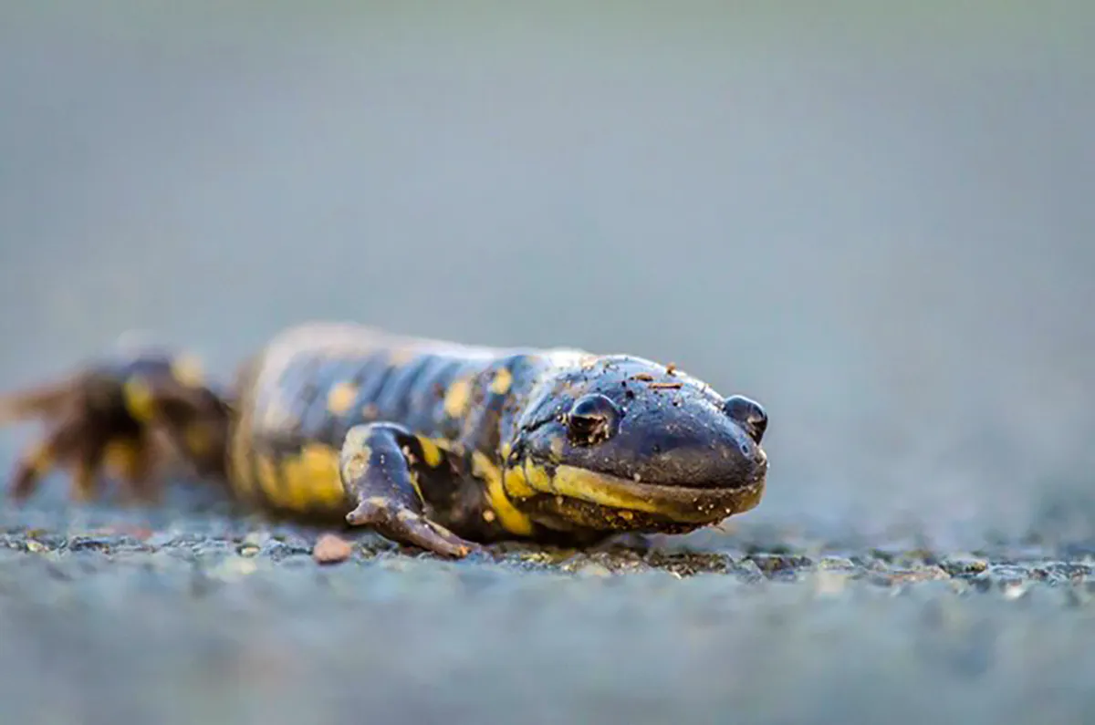 blotched tiger salamander