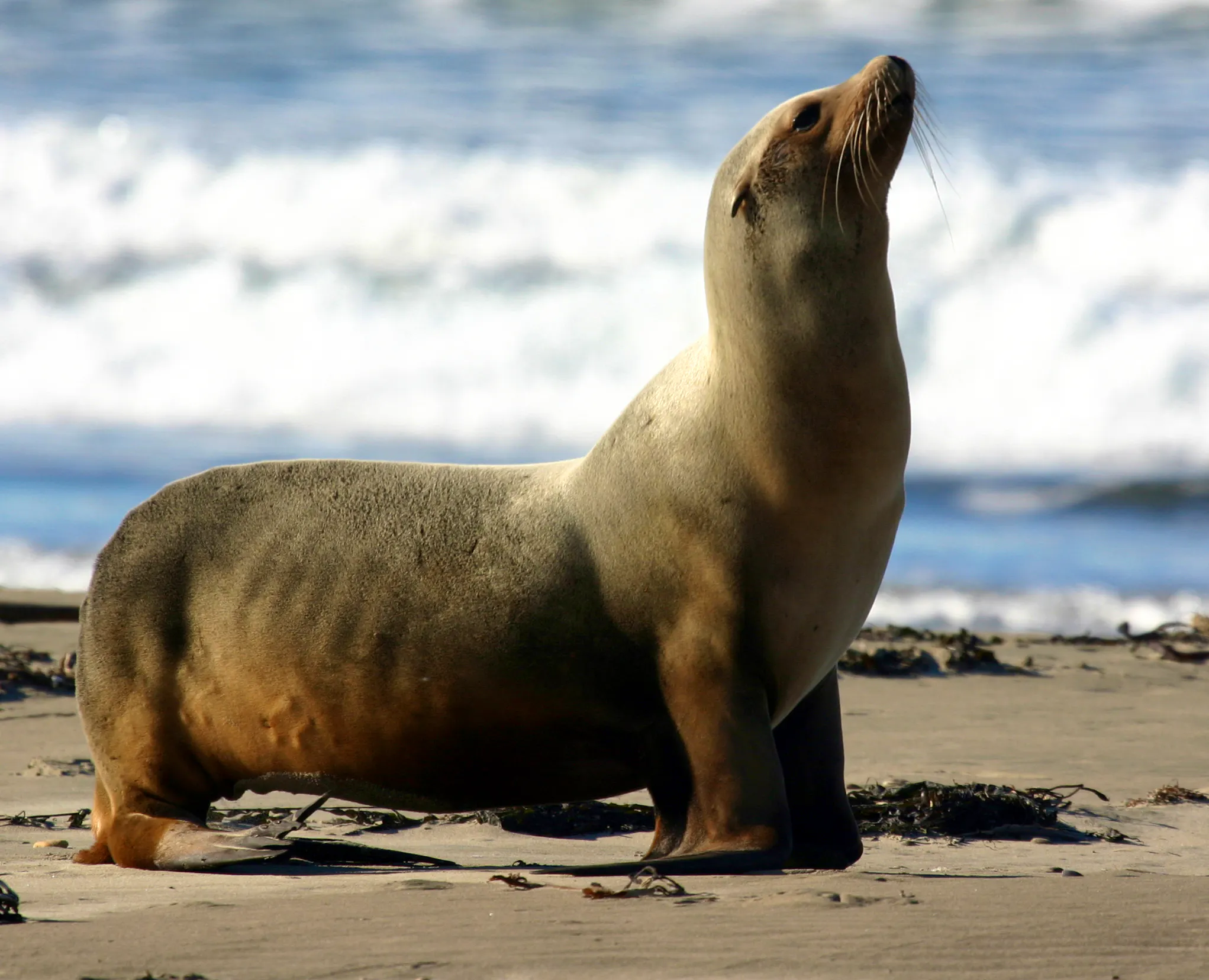sea lion on beach