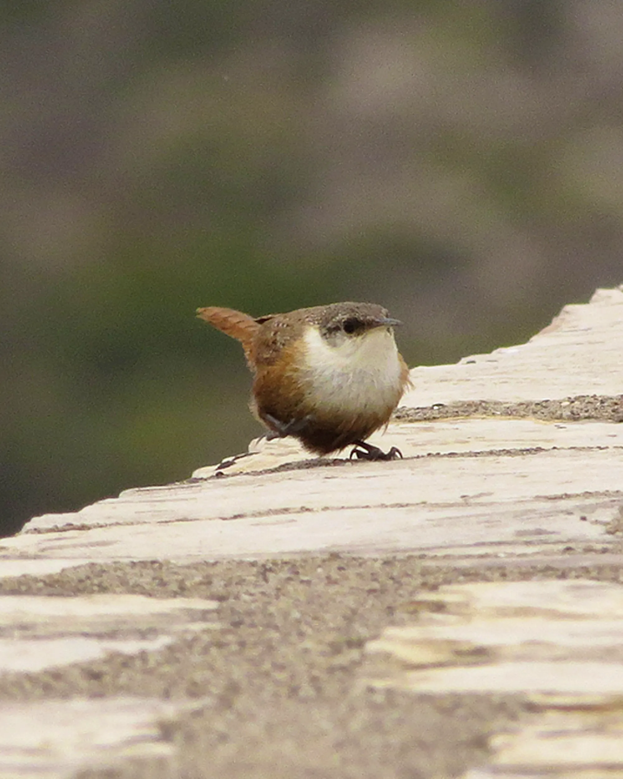 A canyon wren (small, red-brown bird with a white breast) stands on the edge of a flat stone slab.