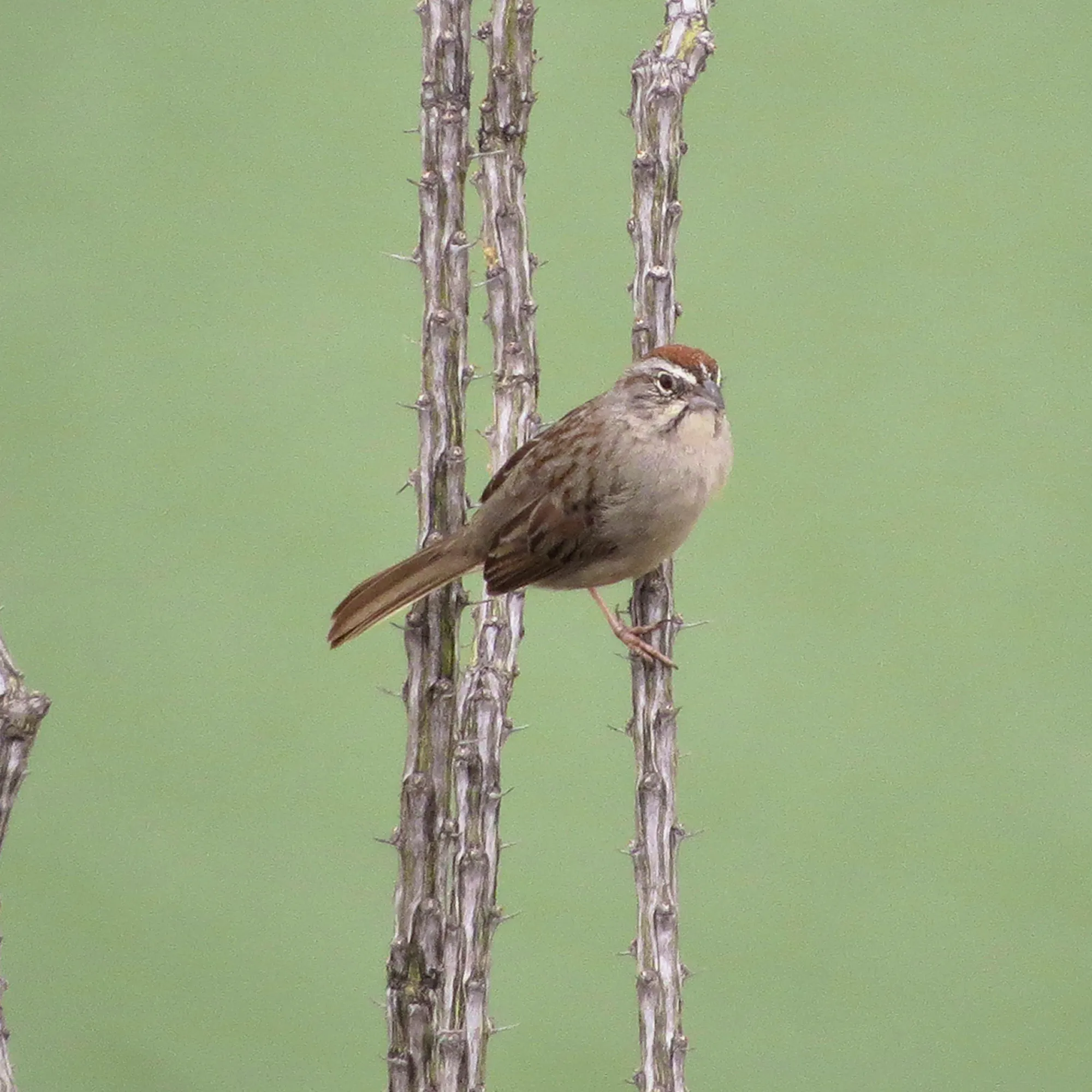 A Rufous-crowned Sparrow perched off of a tall, skinny branch that is going straight vertical in the photo. There are two parallel branches to the left and behind the bird.