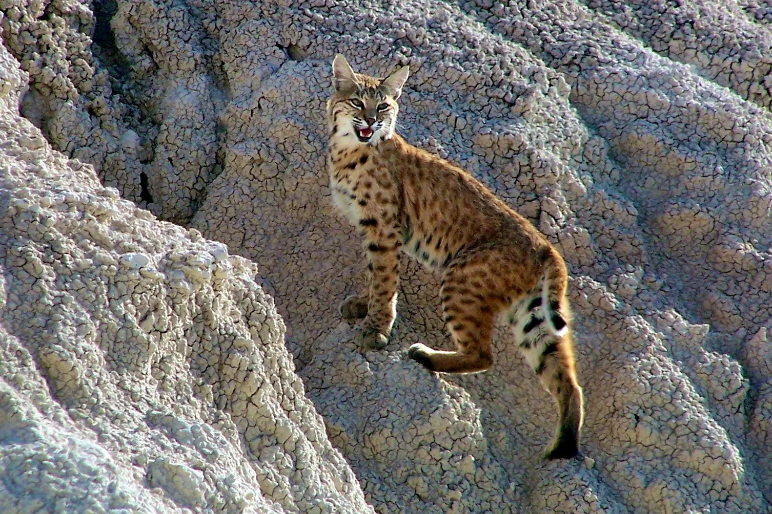 Bobcat
