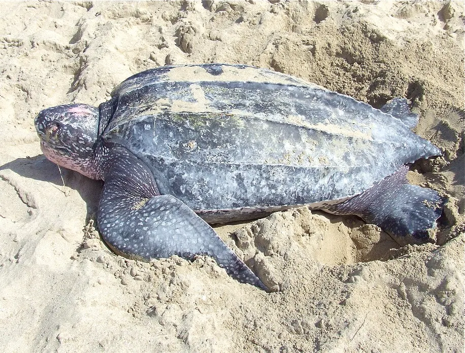 Leatherback Sea Turtle on the Beach Sandy Point National Wildlife Refuge