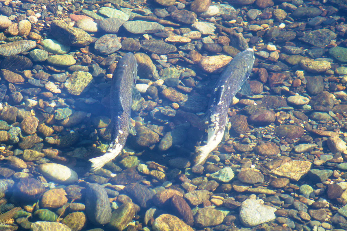 chinook salmon in shallow water