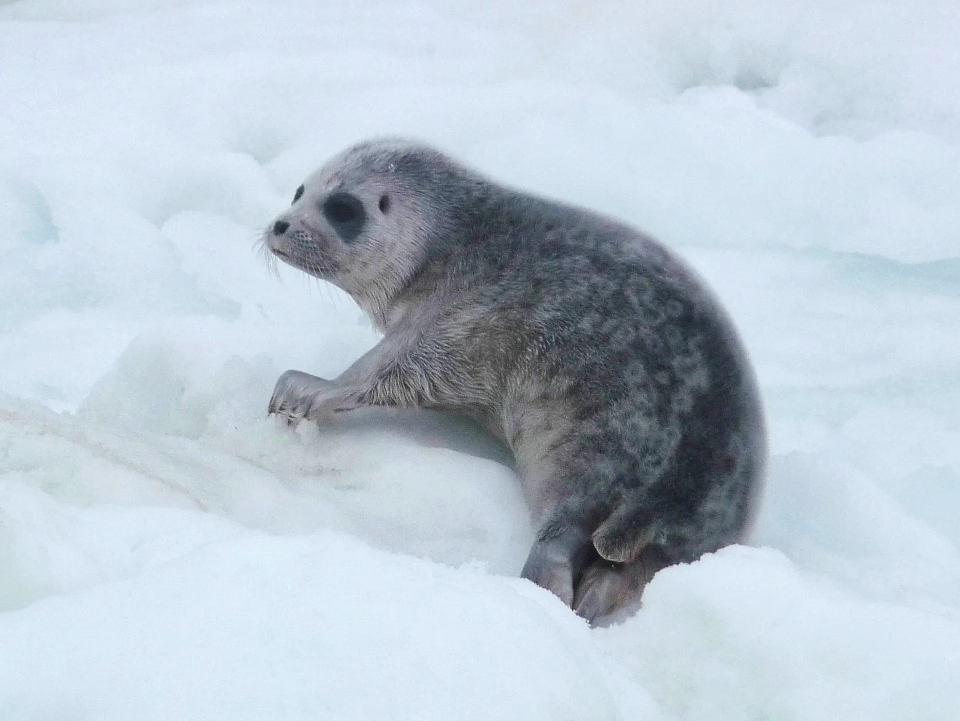 Ringed Seal Pup laying on snow and looking into the distance in Alaska