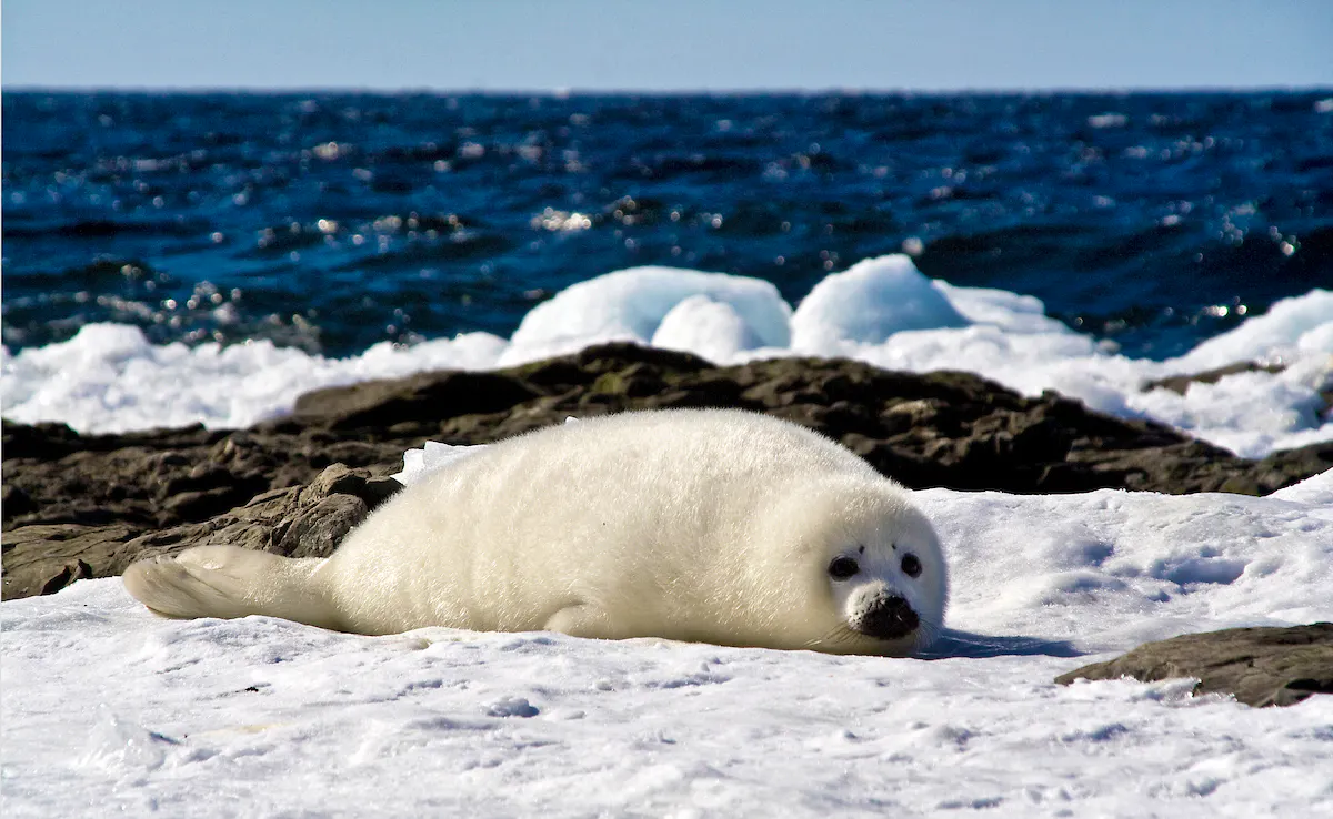 sleepy harp seal