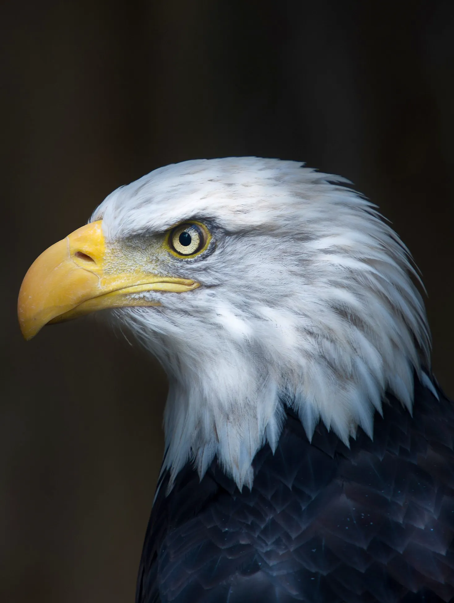 bald eagle headshot