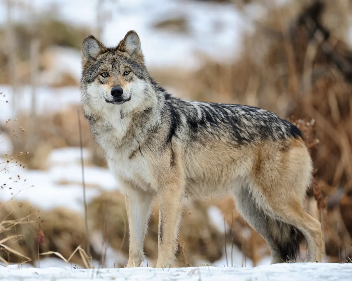 2010.12.30 - Mexican gray wolf standing in snow - gnagel - iStock Photo.jpg