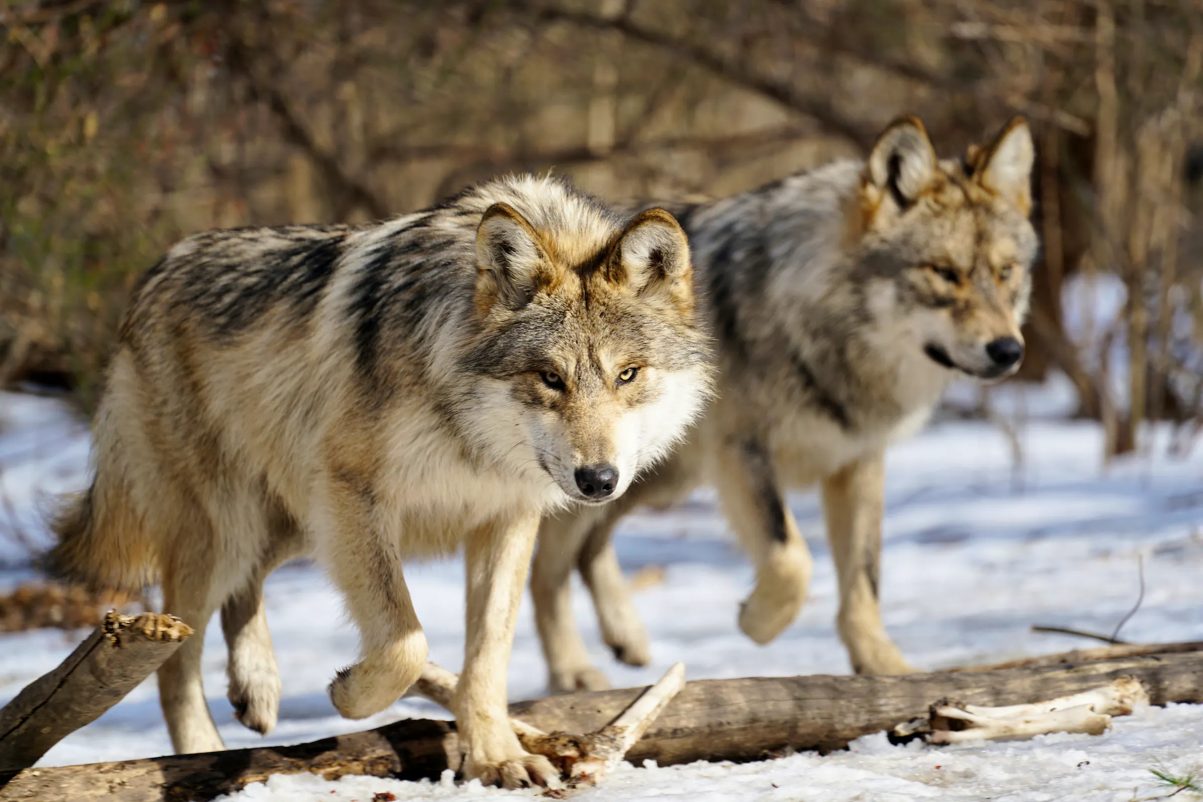 Two Mexican gray wolves hunting in the snow