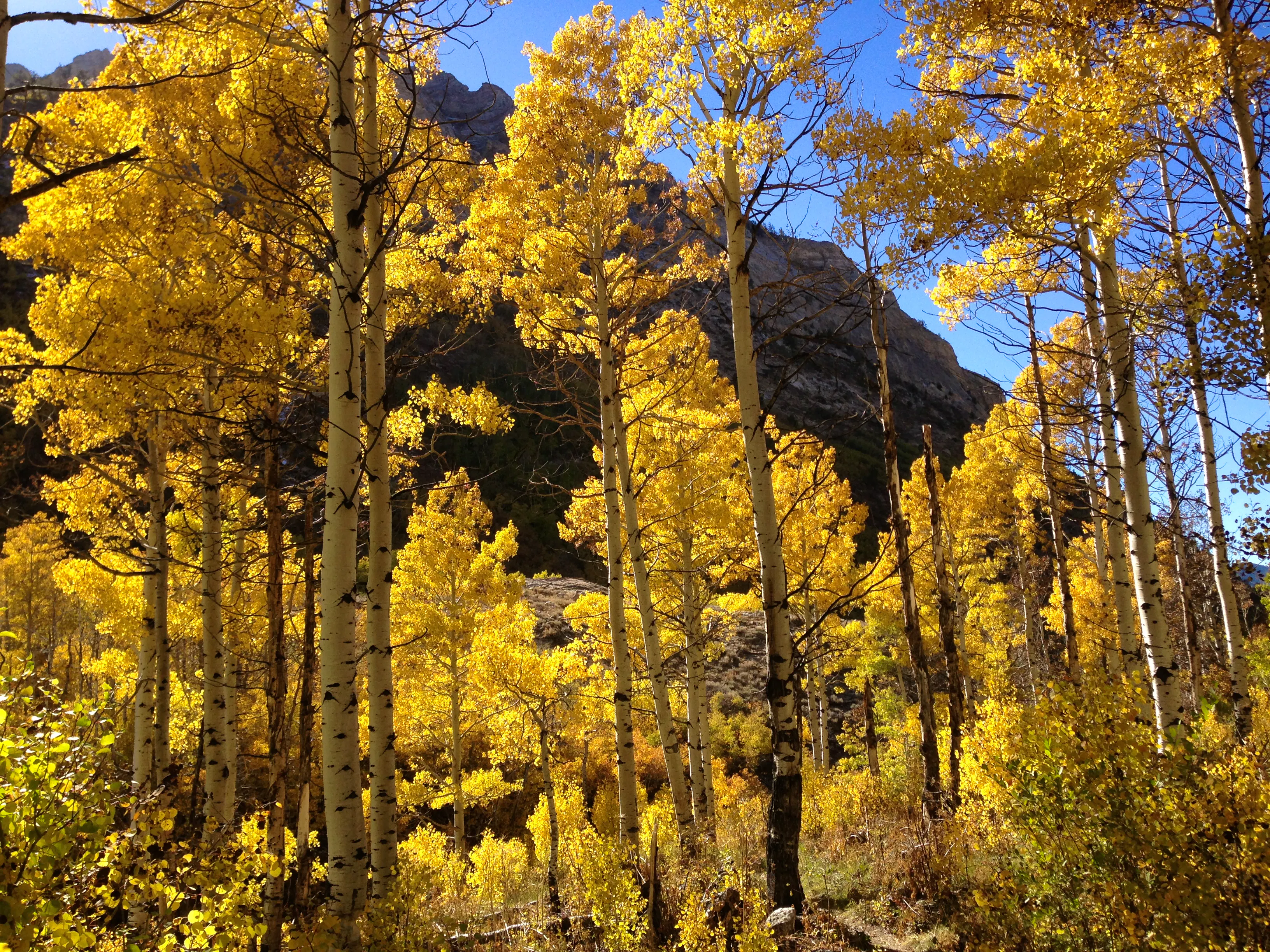  Aspens during autumn along the Changing Canyon Nature Trail in Lamoille Canyon, Nevada
