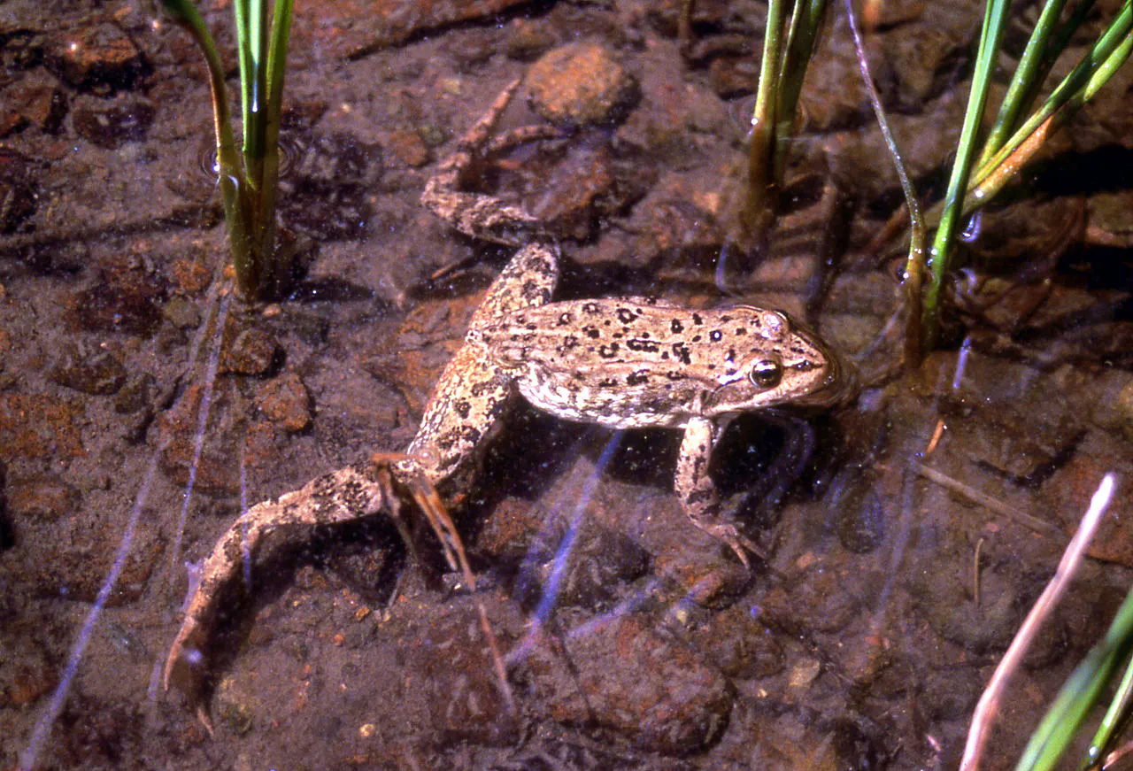 Columbia Spotted Frog swimming in Yellowstone National Park