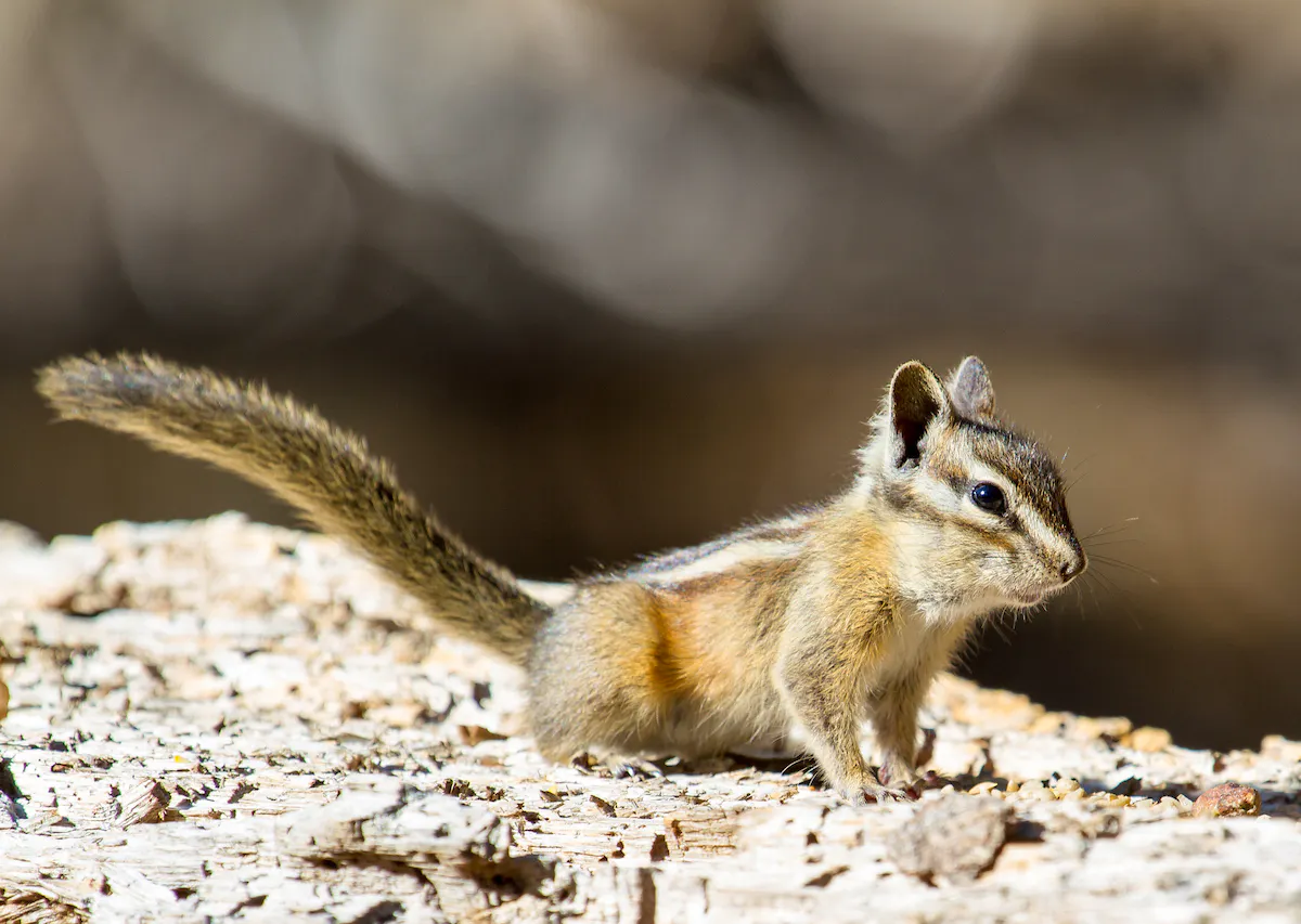 Alpine Chimpmunk standing on ground.