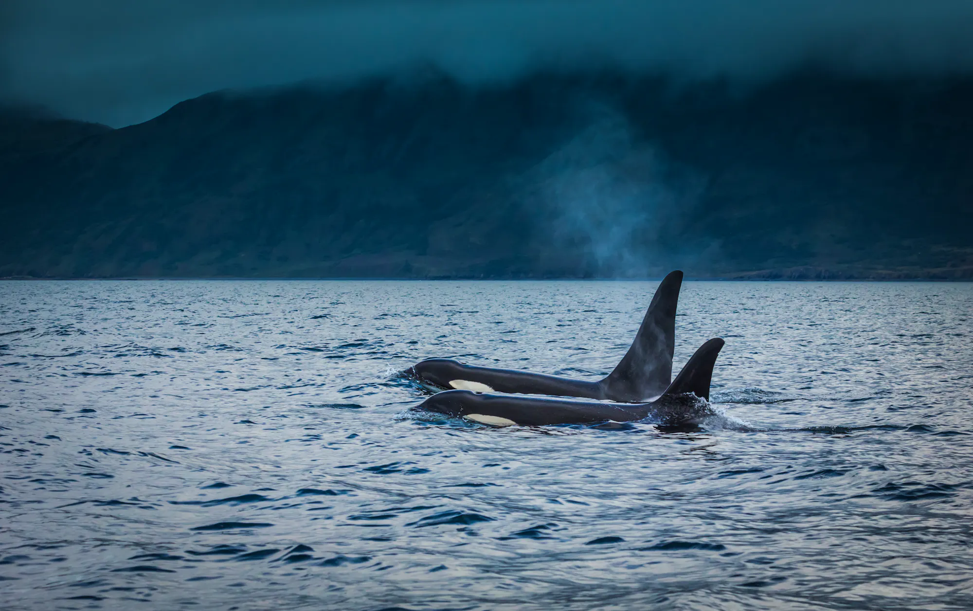Orca Pair