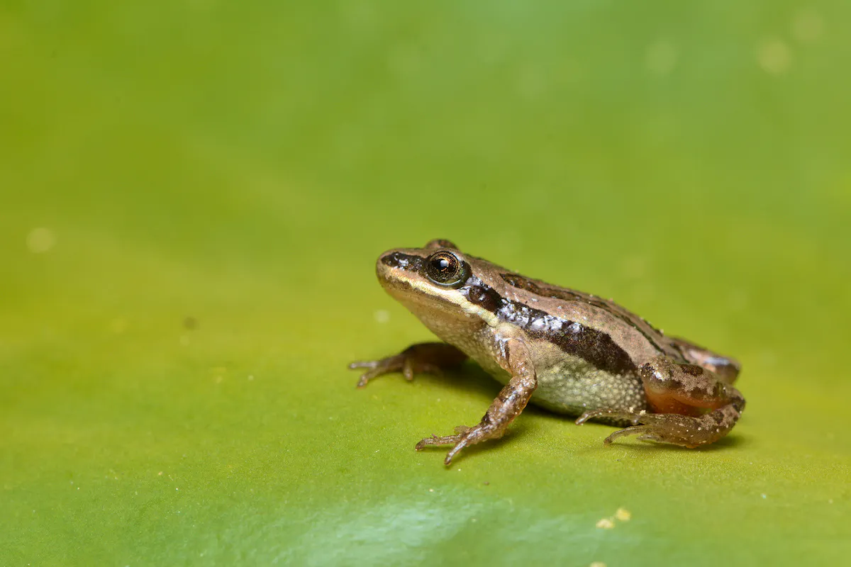 frog on a leaf
