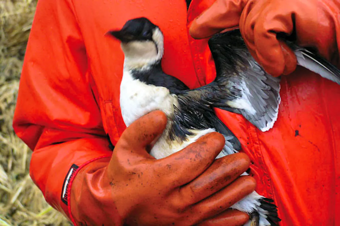 A person wearing a rubber orange jacket an gloves holds a common murre (black backed and capped head, white underside) covered in oil.