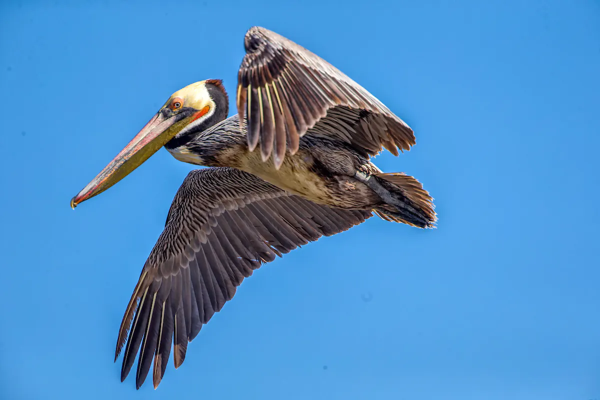 flying brown pelican