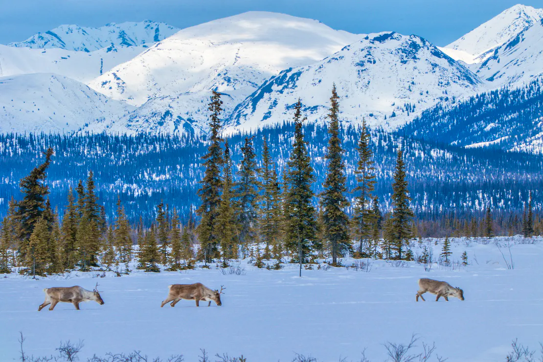 Porcupine Caribou move across a snowy plain on the East Fork of the Chandalar River