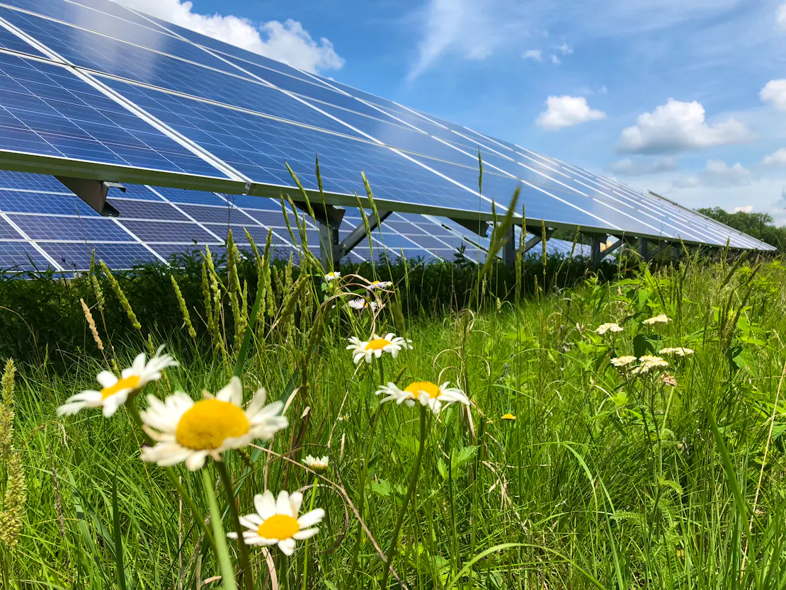 Solar panels with daisy flowers in front of them